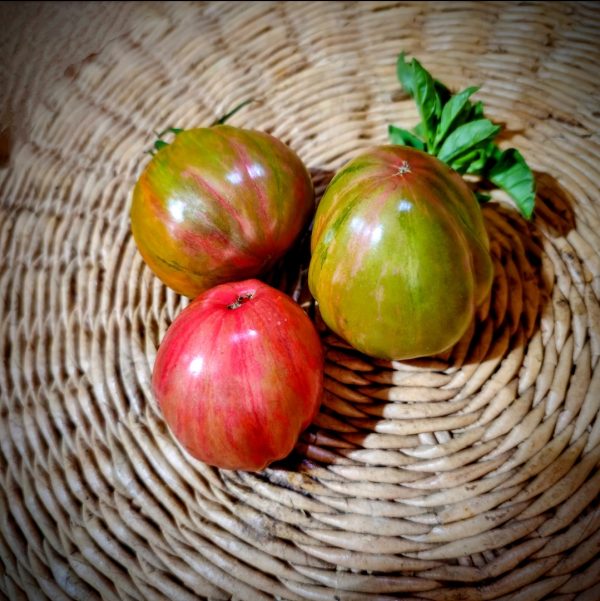 Tomate Green and Pink