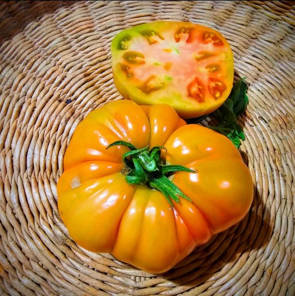 Tomate Granny Cantrell