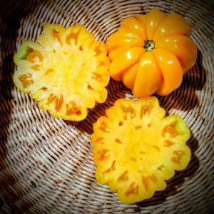 Tomate Beauty Lotteringa Orange