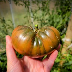 Tomate Murano