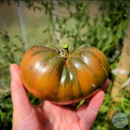 Tomate Murano