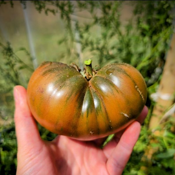 Tomate Murano