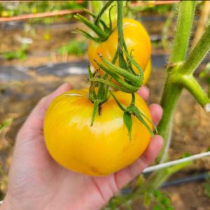 Tomate Bleeding Heart