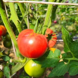 Tomate Mountain Princess