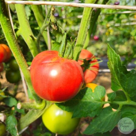 Tomate Mountain Princess