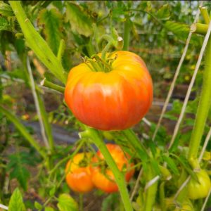 Tomate Giant Belgium