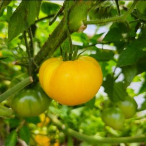 Tomate Amana