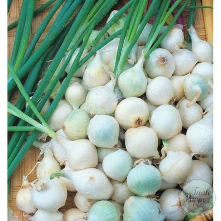 Semillas de Cebolla Perla