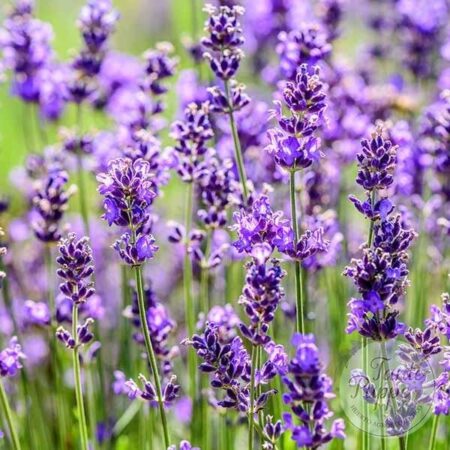 Lavanda