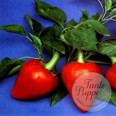 Pimiento Trompo rojo