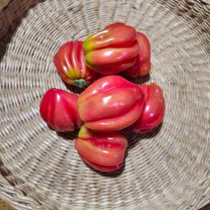 Tomate Pink Petticoat
