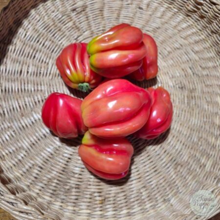 Tomate Pink Petticoat