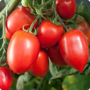 Tomate Amish Paste