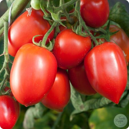 Frutos carnosos de Tomate Amish Paste ideales para salsas en huerto orgánico