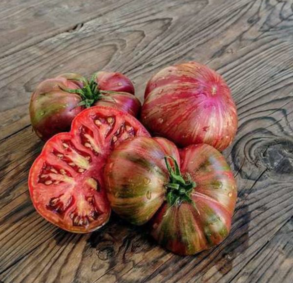 Tomate Berkeley Tie Dye Pink