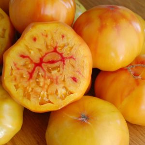 Tomate Gold Medal