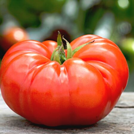 Tomate Coustralee