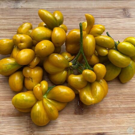 Tomate Phil´s Two