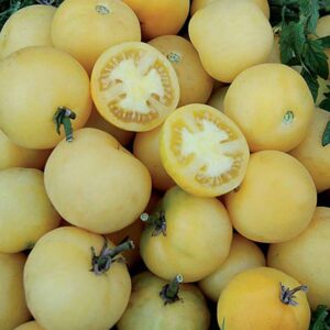Tomate Wapsipinicon Peach