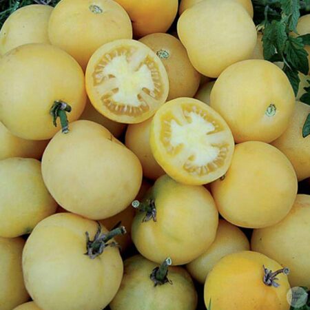 Tomate Wapsipinicon Peach