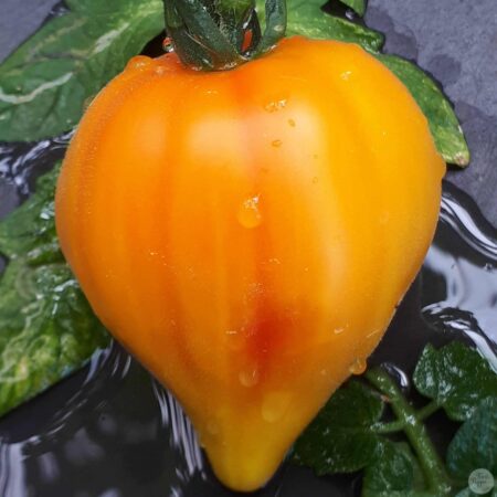 Tomate Desdemona´s Heart
