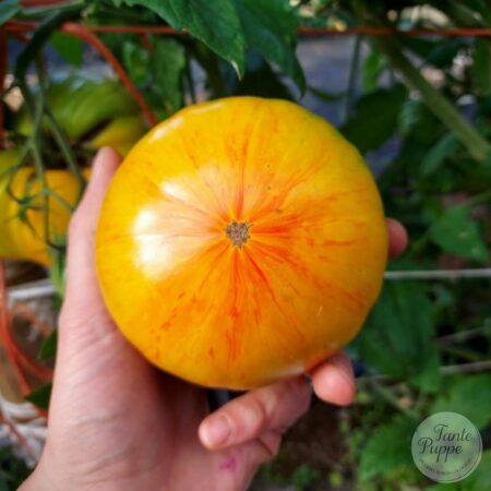 Tomate Beauty King