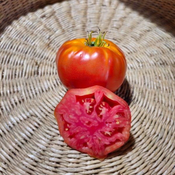 Tomate Coustralee