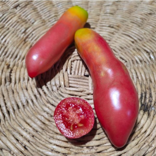 Tomate Pink Fang
