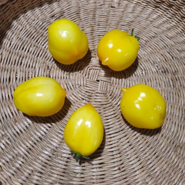 Tomate Yellow Plum