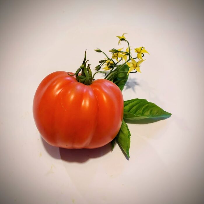 corazon de buey antiguo corazon de buey antiguo