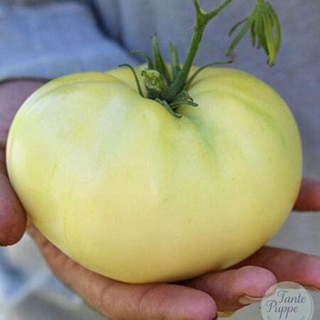 Tomate Great White