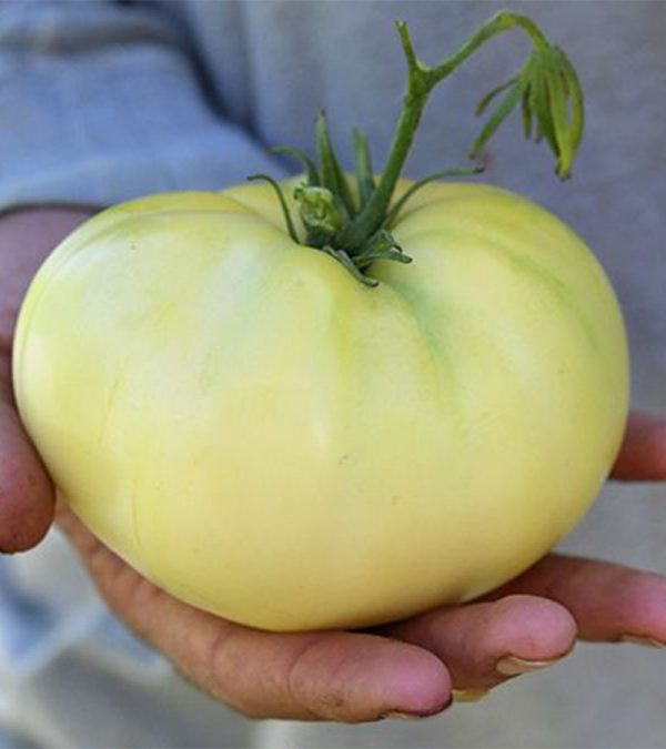 Tomate Great White