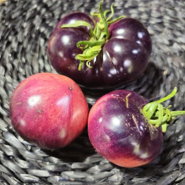 Tomate Ozark Sunset