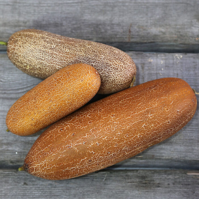 pepino poona khera 2 pepino poona khera 2