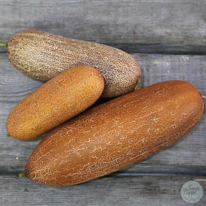 pepino poona khera 2 pepino poona khera 2