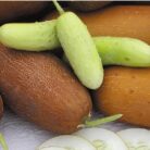pepino poona khera3