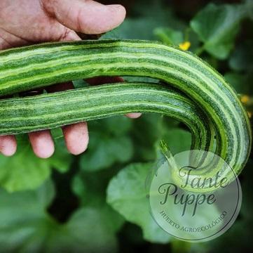 Semillas de Pepino Armenian Yard Long