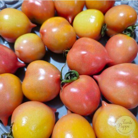 Tomate Ramallet (tomate de guarda)