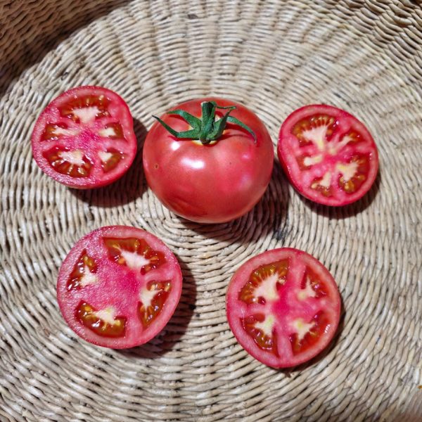 Tomate Renguino