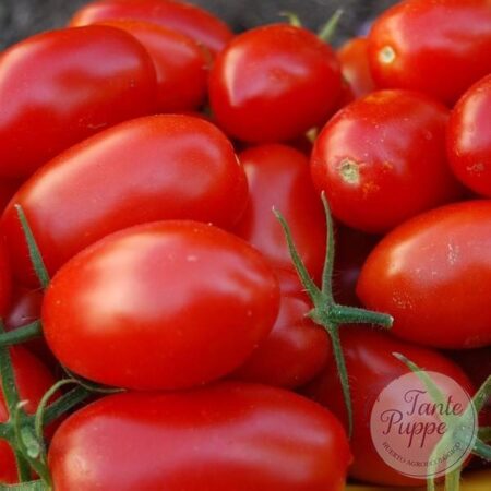 Tomate Río grande