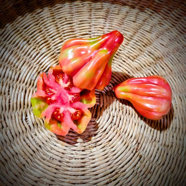 Tomate Tlacolula Pink