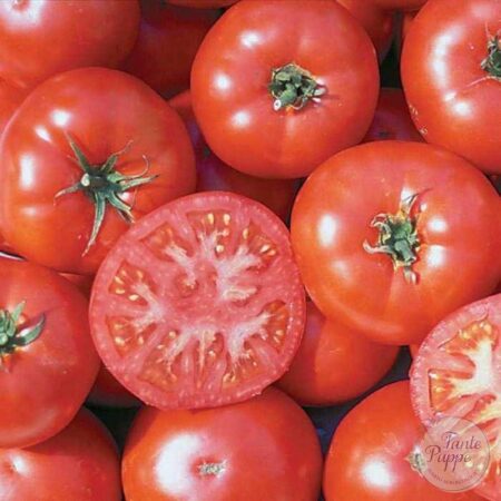 Tomate Trophy