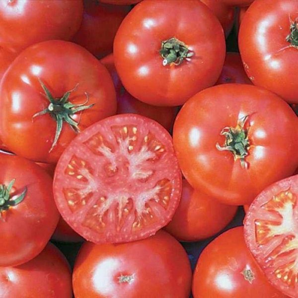 Tomate Trophy