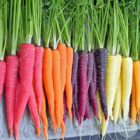 Mix de zanahorias de colores recién cosechadas: amarillas, moradas y rojas.