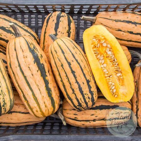 Zapallo Honeyboat Delicata