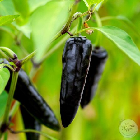 Semillas de Ají Black Hungarian