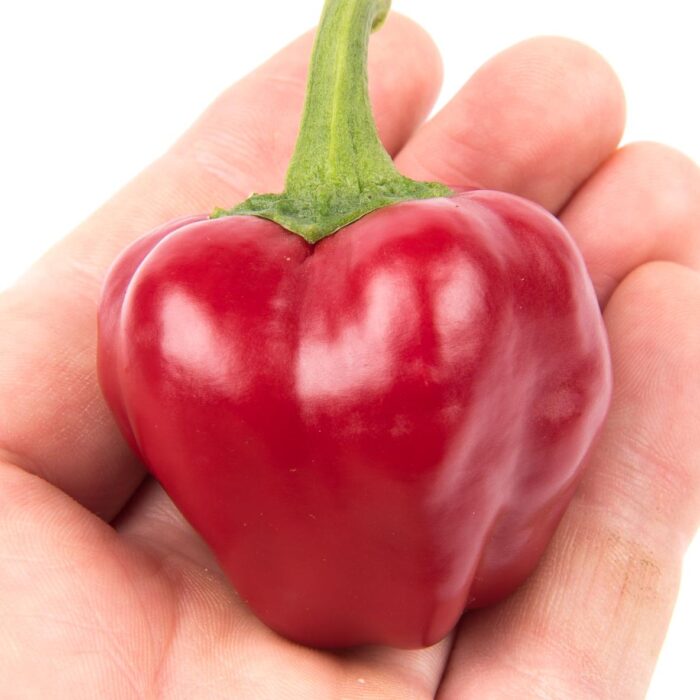 aji tinkerbell aji tinkerbell