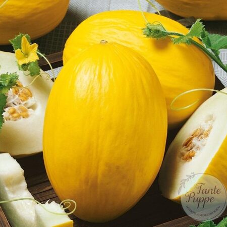 Melón Canario