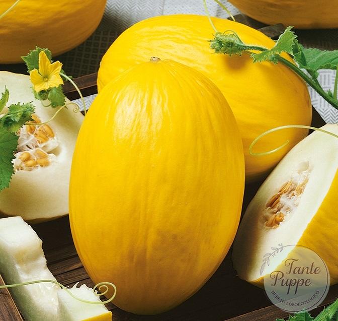 melon canario melon canario