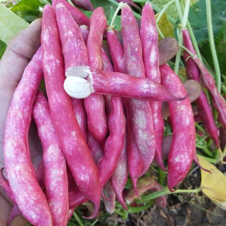 Poroto Vaina colorada para granado